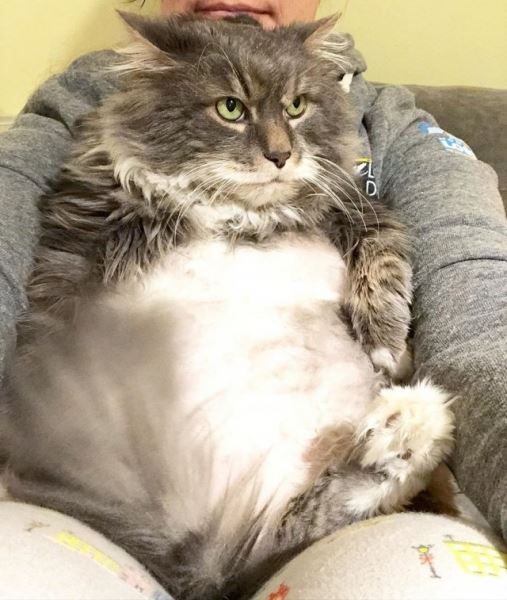 Кот-толстопуз Уилфорд сидит на диете (7 фото)