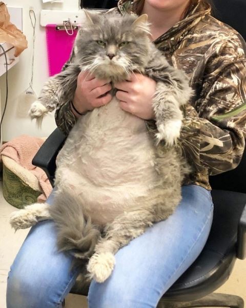 Кот-толстопуз Уилфорд сидит на диете (7 фото)