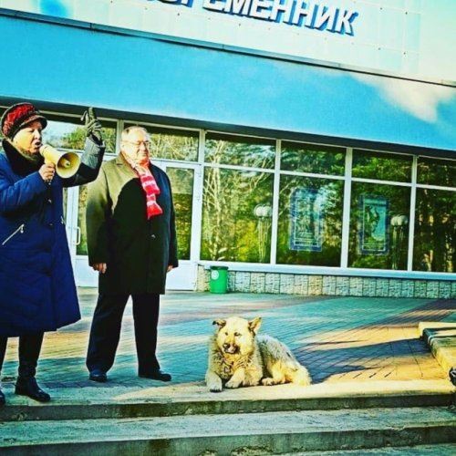 Бездомный пес - победитель в рейтинге  «Best Russian Dog» (12 фото)