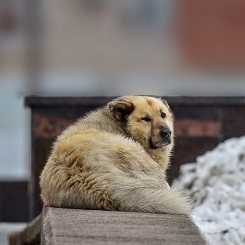 Бездомный пес - победитель в рейтинге  «Best Russian Dog» (12 фото)