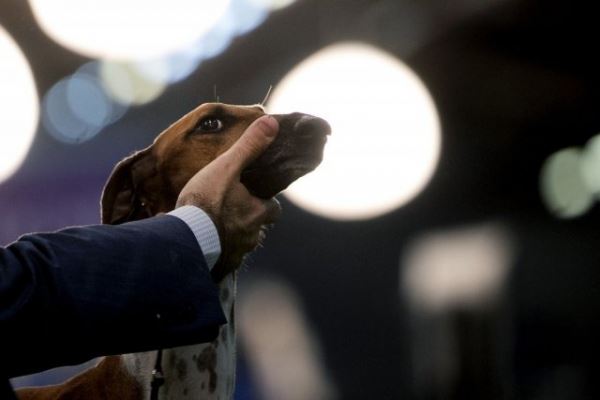 Фотографии с выставки собак Westminster Kennel Club Dog Show (23 фото)