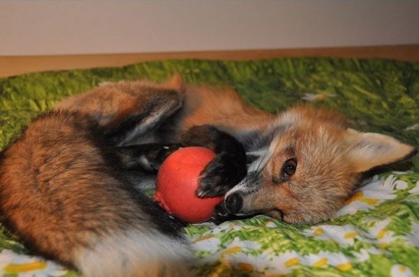Счастливая судьба лисички Викси (9 фото)