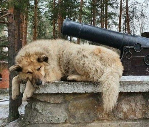 Бездомный пес - победитель в рейтинге  «Best Russian Dog» (12 фото)